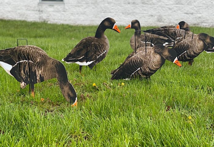 Econo Specklebelly Decoys - Image 2