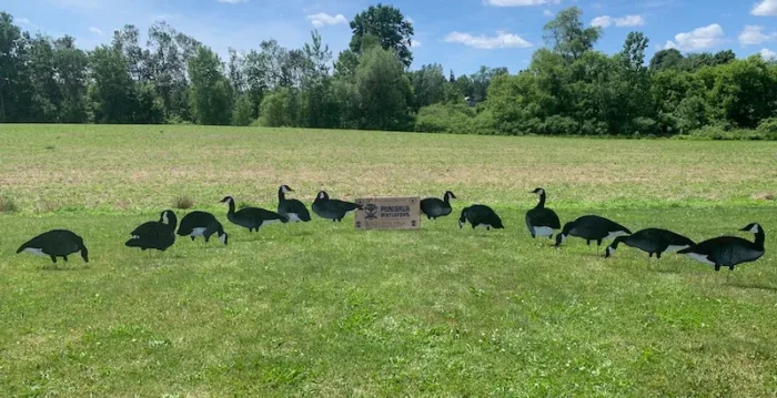 Punisher Pack Canada Geese - Image 3