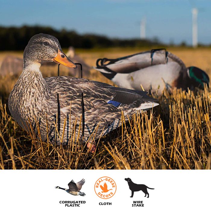 Econo Mallards